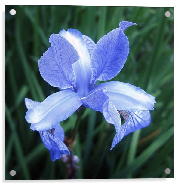 Scottish wildflower - iris Acrylic by Jo Smith