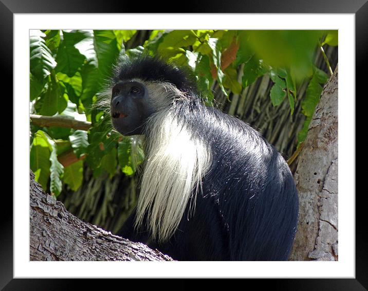 Black colobus monkey Framed Mounted Print by Tony Murtagh