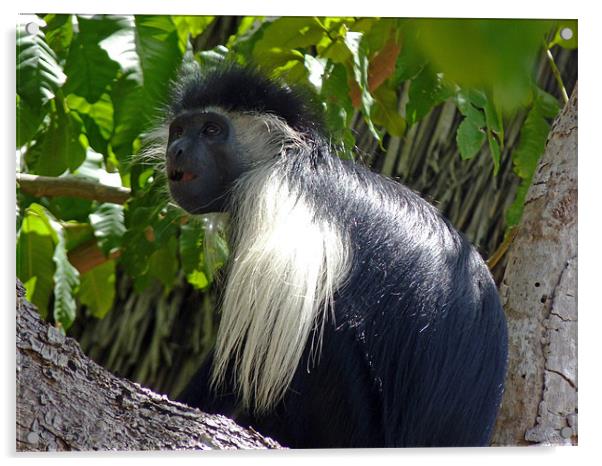 Black colobus monkey Acrylic by Tony Murtagh