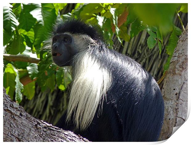 Black colobus monkey Print by Tony Murtagh