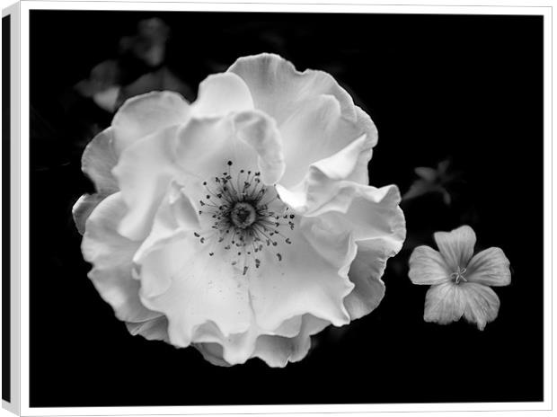 White rose Canvas Print by paul thomas