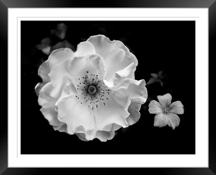 White rose Framed Mounted Print by paul thomas