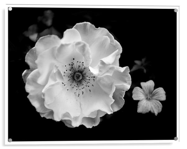 White rose Acrylic by paul thomas