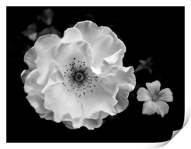 White rose Print by paul thomas