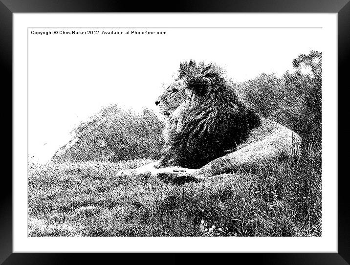 Lion on watch Framed Mounted Print by Chris Barker