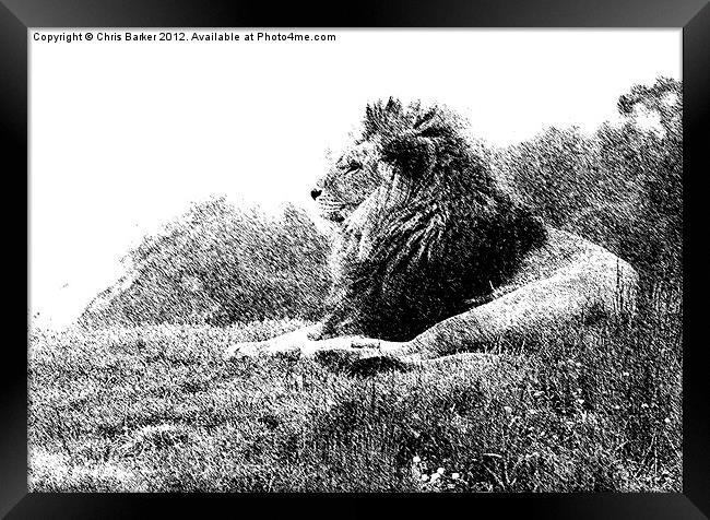 Lion on watch Framed Print by Chris Barker