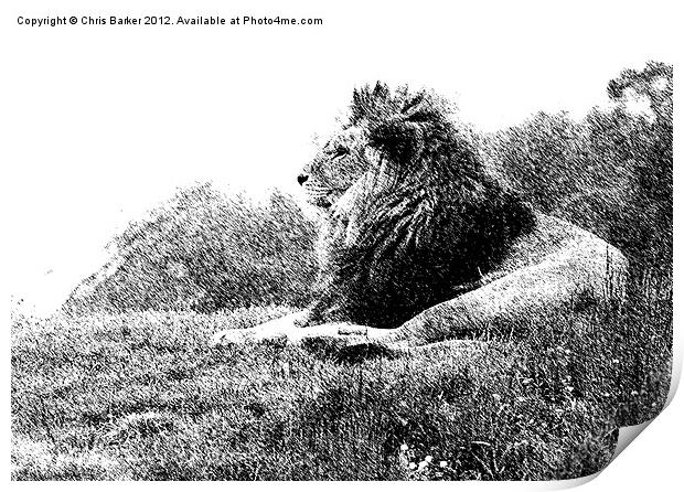 Lion on watch Print by Chris Barker