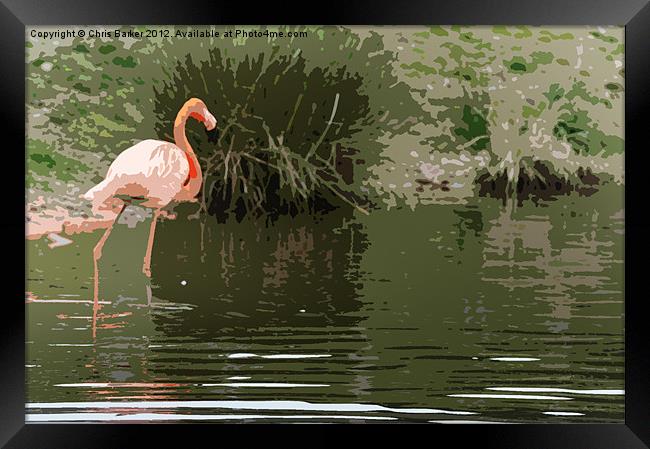 Flamingo Framed Print by Chris Barker