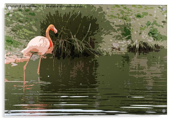 Flamingo Acrylic by Chris Barker