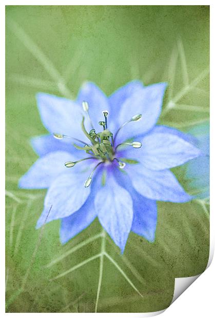 A gift of  Nature Print by Dawn Cox