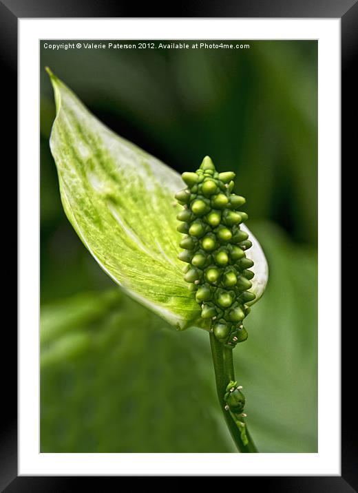 Tropical Rainforest Plant Framed Mounted Print by Valerie Paterson