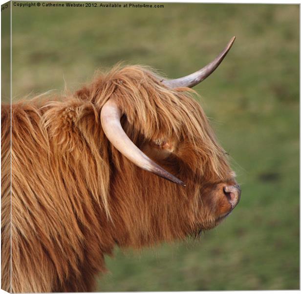 Highland Cow Canvas Print by Catherine Webster