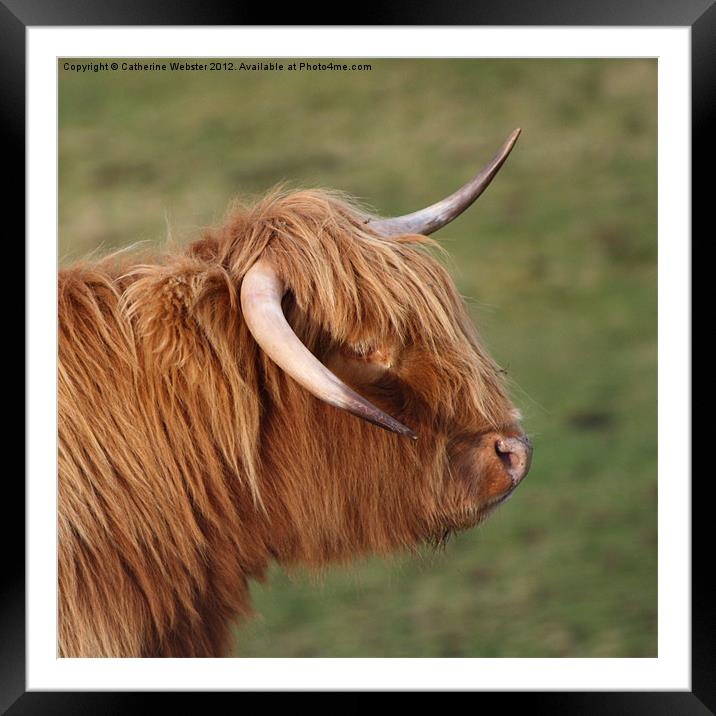 Highland Cow Framed Mounted Print by Catherine Webster