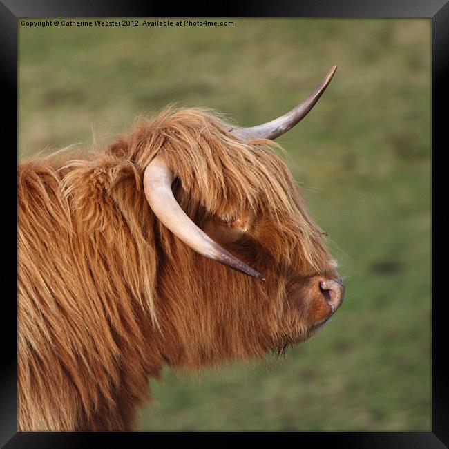 Highland Cow Framed Print by Catherine Webster