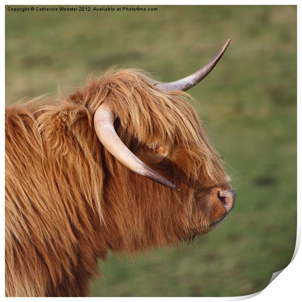 Highland Cow Print by Catherine Webster