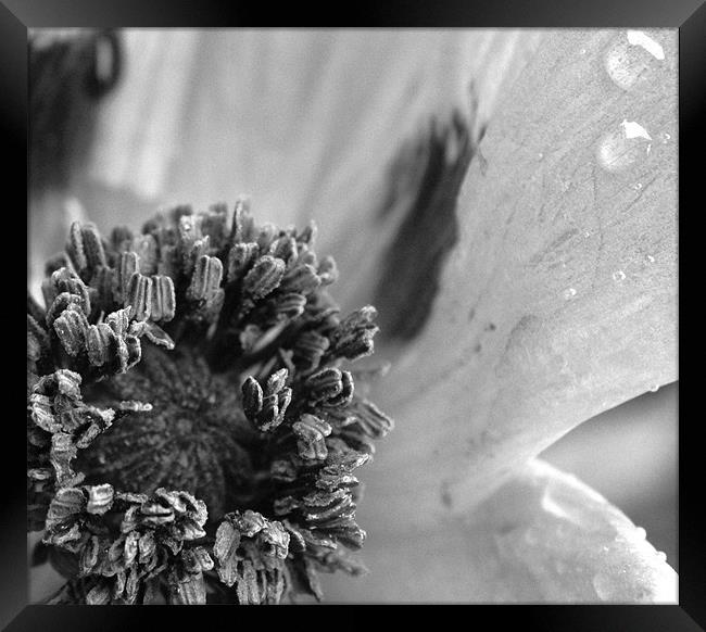 Poppy close up II Framed Print by tim  barker