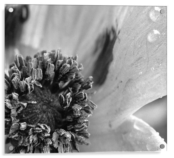 Poppy close up II Acrylic by tim  barker