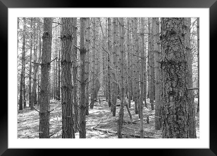 black and white woods Framed Mounted Print by tim  barker