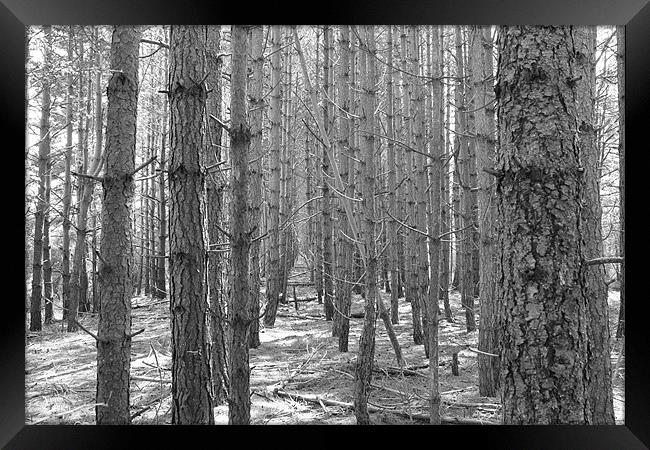 black and white woods Framed Print by tim  barker