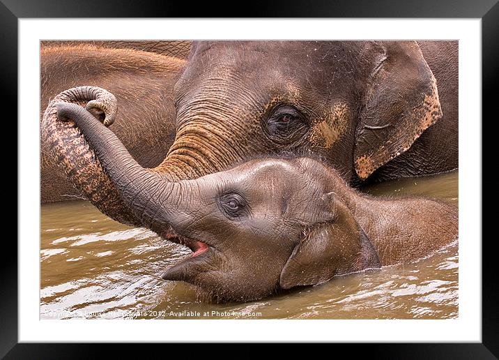 Mother Love Framed Mounted Print by Louise Heusinkveld