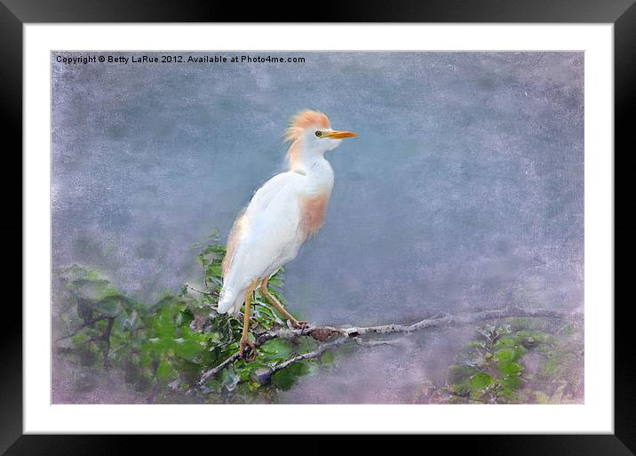 Cattle Egret on a Branch Framed Mounted Print by Betty LaRue