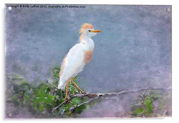 Cattle Egret on a Branch Acrylic by Betty LaRue