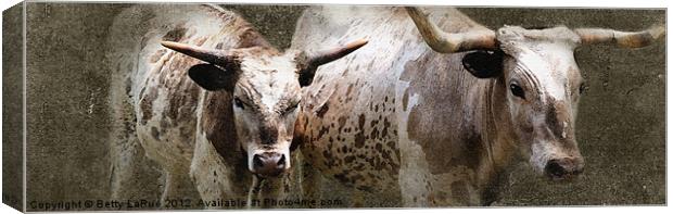 Texas Longhorn Cattle Canvas Print by Betty LaRue