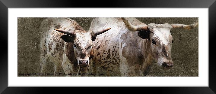 Texas Longhorn Cattle Framed Mounted Print by Betty LaRue
