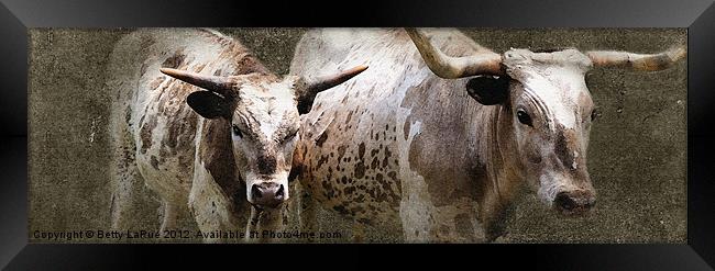 Texas Longhorn Cattle Framed Print by Betty LaRue