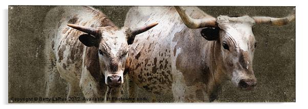 Texas Longhorn Cattle Acrylic by Betty LaRue