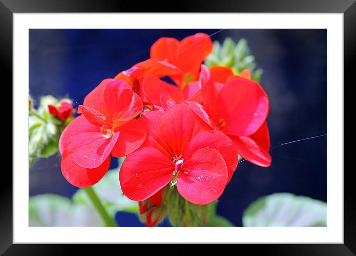 Red Geranium Framed Mounted Print by Tony Murtagh