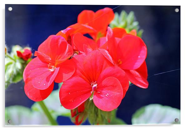 Red Geranium Acrylic by Tony Murtagh