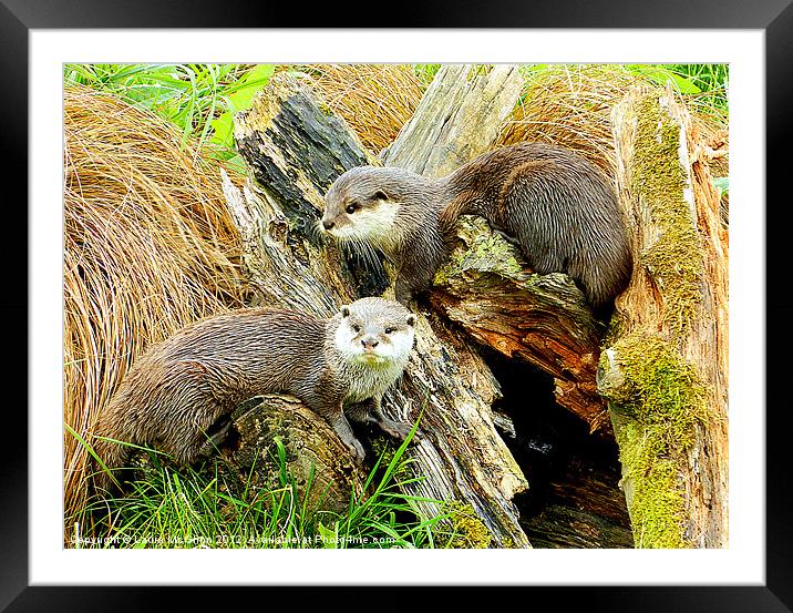 Playful Otters Framed Mounted Print by Laura McGlinn Photog