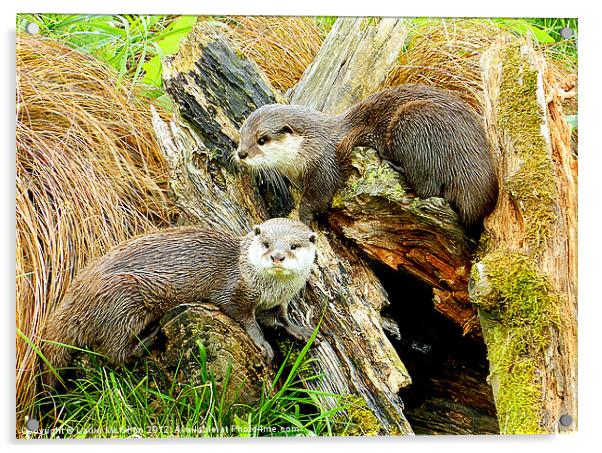 Playful Otters Acrylic by Laura McGlinn Photog