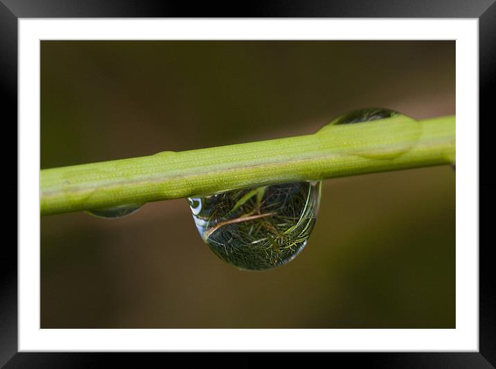 reflections of a minature world Framed Mounted Print by mark pettican
