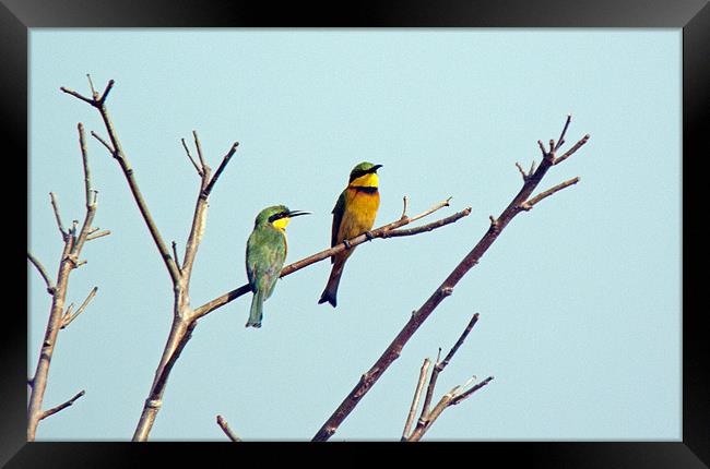 Little Bee Eaters Framed Print by Tony Murtagh