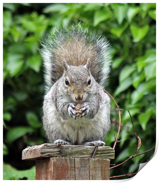 Squirrel eating bird food Print by Tony Murtagh