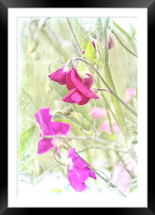 Vintage Sweet  Pea Framed Mounted Print by Dawn Cox