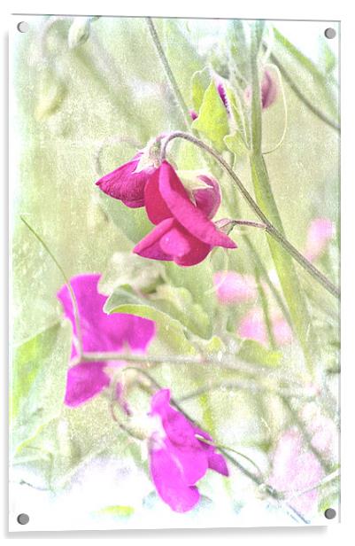 Vintage Sweet  Pea Acrylic by Dawn Cox