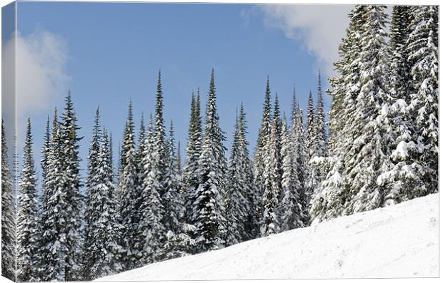 SILVERSTAR HILL snow covered alpine meadow silver star Canvas Print by Andy Smy