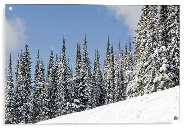 SILVERSTAR HILL snow covered alpine meadow silver star Acrylic by Andy Smy