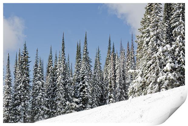 SILVERSTAR HILL snow covered alpine meadow silver star Print by Andy Smy