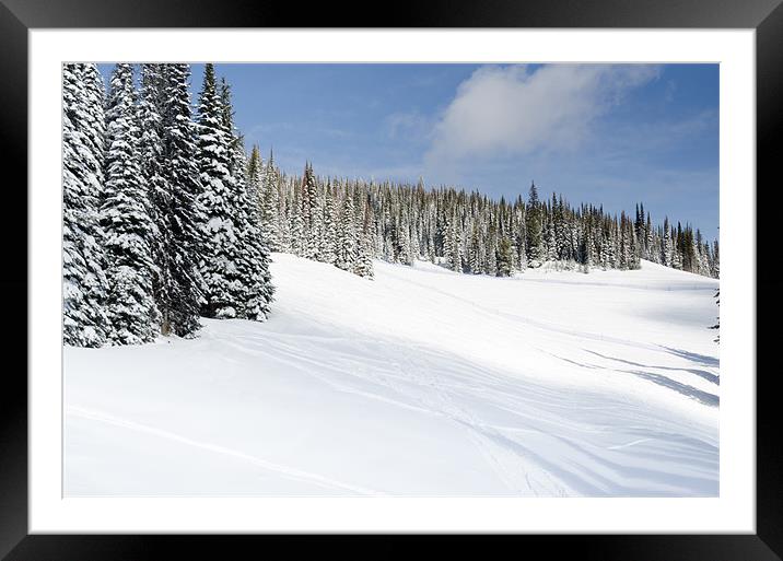 SILVERSTAR MEADOW snow covered alpine meadow silver star Framed Mounted Print by Andy Smy