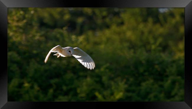 Barn Owl Tyto Alba Framed Print by Bill Simpson