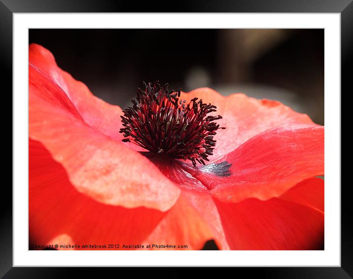 Poppy 1 Framed Mounted Print by michelle whitebrook