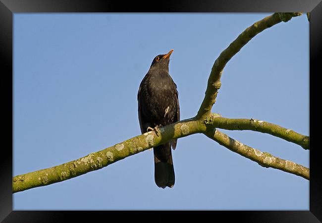 Blackbird Turdus Merula Framed Print by Bill Simpson