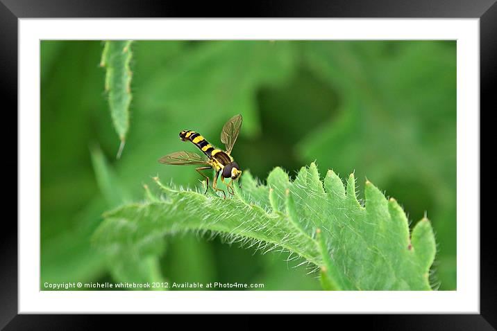 Hover fly 2 Framed Mounted Print by michelle whitebrook