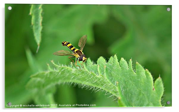 Hover fly 2 Acrylic by michelle whitebrook