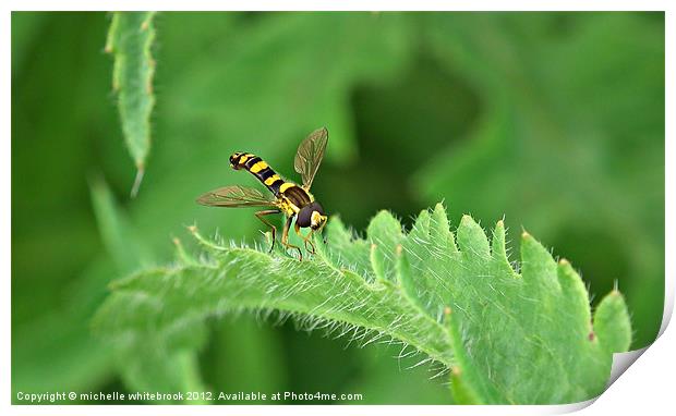 Hover fly 2 Print by michelle whitebrook