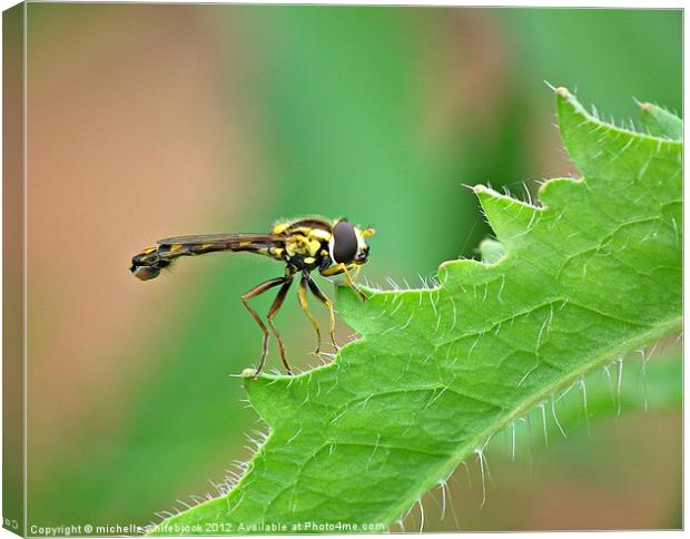 Hover fly 3 Canvas Print by michelle whitebrook